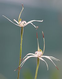 Caladenia rigida