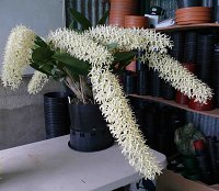 Dendrobium speciosum