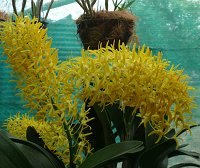Dendrobium speciosum