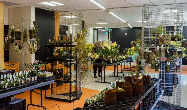 Orchid Display