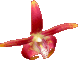 Sarcochilus