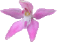 Caladenia latifolia