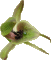 Chiloglottis jeansii