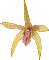 Dendrobium Elegant Heart