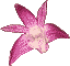 Dendrobium King Star