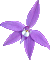 Glossodia major