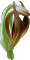 Pterostylis cucullata