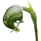 Pterostylis nutans