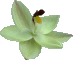 Thelymitra antennifera