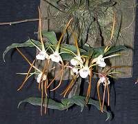 Tetragonum sp. (Warchpole Area)