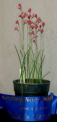 Thelymitra Kay Nesbitt