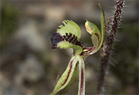Charming Spider Orchid
