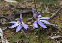 Wild Orchids in Victoria