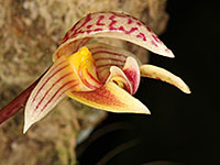Bulbophyllum microglossum