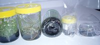 Orchid seedlings