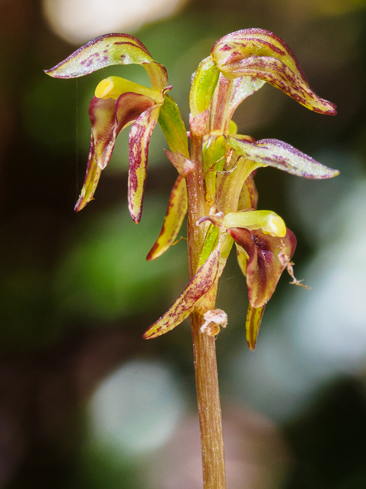 DTownsonia viridis